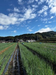 すっかり秋めいてきたノムランドの畑🍂✨
夏に植えたネギたち🌱
補植がほんっとに大変だったけど…💦
無事にここまで育ってくれて感無量です😭💚
日差しもやわらいで、風が気持ちいい季節🌾
これからもっとぐんぐん育ちますように🌞🌿
#ノムランド #朝霧ネギ #青ネギ #ねぎのある暮らし #農業女子 #農業ライフ #畑のある暮らし #秋の畑 #秋の風景 #農ある暮らし #野菜づくり #育てる楽しみ #農家の日常 #中山間地域から #えひめ農業 #愛媛の恵み #farmerslife #veggielove #農業っていいね #ねぎ好き #感無量 #秋のノムランド #sustainablefarming #localfood #farmvibes