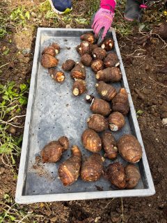 昨日の今日で…さっそく自社の里芋畑、掘ってみたよ〜!!🥔✨
視察で教えてもらったことを思い出しながら、
選別のしかたも教えてもらいつつ “試しホリ” してみました🙌🌱
(やっぱり現場で見て、すぐやってみるの大事…!)
県の調査があるので、まだ食べられないんだけど…
これ、絶対おいしいやつ😋💭✨
早くみんなに食べてもらいたいな〜!
#ノムランド #里芋 #試し掘り #視察の学び即実践 #東予で学んだ #畑からワクワク #絶対おいしい