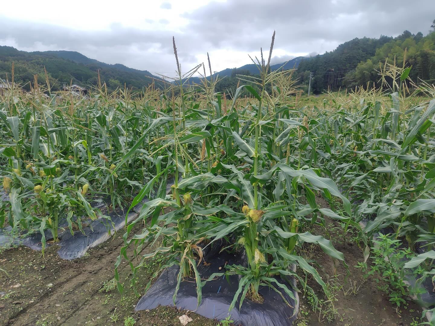 🌽
🌽今期ラストのとうもろこし収穫まであと数日!!
お願い…誰も食べにこないで〜😂💦
電柵も3本張って猪対策バッチリ👌
みんな無事に収穫できますように🙏✨
#とうもろこし #収穫間近 #猪注意 #農業あるある #西予市 #畑からこんにちは #最後まで無事に