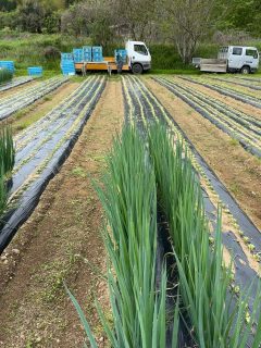 ☀️

見てください、このピンと立った青い葉！
今日も立派なネギが収穫できています。✨

厳しい自然の中でたくましく育ったネギは、
身がギュッと詰まっていて、甘みもバツグン。

採れたてを持ち帰りすぐ出荷！
鮮度バッチリでお届けします！
今夜のおかずは、ぜひネギをたっぷり使ったメニューで。
シャキシャキの食感を楽しんでくださいね。🥢

#ネギ #収穫 #農業 #農家 #産地直送 採れたて 野菜好き 今日の農作業 畑のある暮らし 新鮮野菜 美味しい野菜 農作業 農業女子 農業男子 株式会社ノムランド