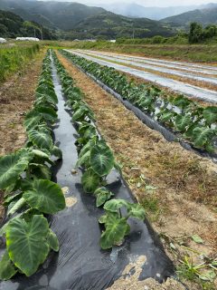 【最近のノムランド🚜🌱】

ここ最近も毎日フル稼働💨

愛農大から来てくれた研修生2名が約7日間ノムランドで研修！
定植や収穫、草刈り、草引き、マルチはがし、ニンニク調整など、いろんな作業を一緒に頑張ってくれました✨

畑ではネギの定植真っ只中！@

収穫も1日200キャリー超えの日も🌱

さらに、機械トラブルやメンテナンスも自分たちで整備🔧
現場で使う機械だからこそ、日々の管理も大切な仕事です。

そして東京へ帰る仲間の送別会🍻
短い期間だったけど、一緒に汗を流した仲間との時間はあっという間でした。

育休中の仲間とかわいい赤ちゃんにも会えてほっこり☺️👶

やることは山積みですが、
たくさんの仲間に支えられながら今日も前進中！

農業は野菜を作るだけじゃない。
人を育て、地域を支え、
仲間とのつながりを感じられる仕事だなと改めて思う毎日です🌱

まだまだ忙しいシーズンは続きますが、安全第一で頑張ります💪✨

#ノムランド
#朝霧ネギ
#愛農大
#農業研修
#ネギ農家