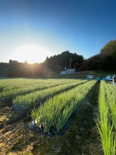 🌱🌿夏の終わりに植えた青ネギ🌿🌱
いい感じに育ってきました✨
年間を通してネギを栽培するのは
毎年が試行錯誤の連続🤔💭
簡単なことじゃないけど…
📋計画を立てて
👩🌾👨🌾しっかり実行してくれる
最高の仲間がいることが本当にすごい👏✨
昨年からは🚀大きく方向転換!
お客様もガラッと変わり
🤝新しい取引先をどんどん開拓中🌍
品質も安定してきて
「おいしい」「使いやすい」の声が増えてきました🥹💚
本当にありがたい…🙏✨
先月の九州商談では
🎉新たに2件のお取引が決定🎉
嬉しいニュースが続いています😊🌈
畑から未来へ🌱
これからも一歩ずつ、挑戦を続けます🔥✨
#青ネギ #農業のある暮らし #仲間に感謝 #挑戦 #品質第一